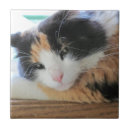 Search for calico cat coasters Kitty