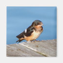 Search for swallow magnets Animal