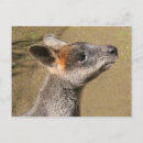 Search for wallabies postcards Animal