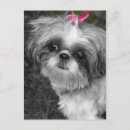 Search for postacrd postcards Girl