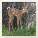 Search for fawn coasters Nature