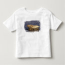 Search for sun perch Cute