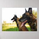 Search for belgian malinois art Animal