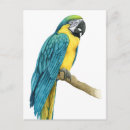Search for bird stamp postcards Macaw