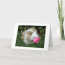 Search for gerbil cards Hamster