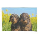Search for dachshund pillowcases Funny