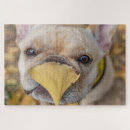 Search for french bulldog puzzles Pets