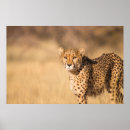 Search for leopard portrait posters Wild