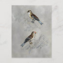 Search for two birds postcards Animals