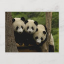 Search for giant sympathy cards Asia