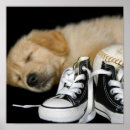 Search for furry art Puppy