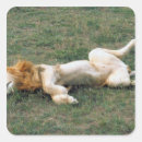 Search for male lion stickers Animal