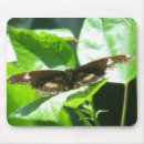 Search for monarch butterfly electronics Wings