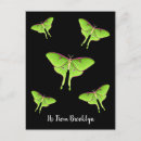 Search for luna moth postcards Insect