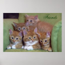 Search for cute baby kitten posters Kittens