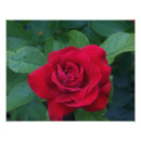 Search for rose macro posters Red