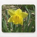 Search for planting daffodils electronics Plants