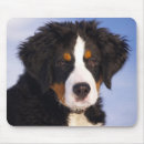 Search for bernese mountain dog mousepads Puppy