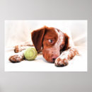 Search for brittany dog posters Cute