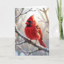 Search for branch christmas cards Red cardinal