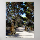 Search for wallaby posters Kangaroo