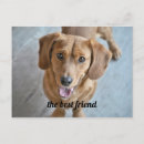Search for dog photos postcards Doggy