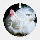 Search for bantam Poultry