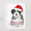 Search for havanese christmas cards Animal