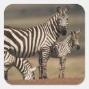 Search for zebra photo stickers Colour image