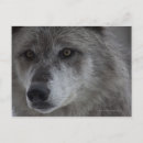 Search for wolf head postcards Wildlife