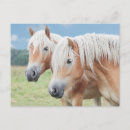 Search for pferd postcards Haflinger