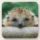 Search for hedgehogs coasters Animal