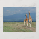 Search for two giraffe postcards Outdoors