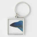 Search for siamese fighting fish accessories Blue