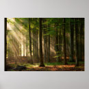 Search for deciduous posters Landscape