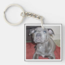 Search for bull terrier key rings Puppy