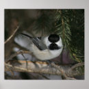 Search for chickadee art Snow