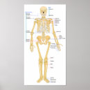 Search for bones art Chart