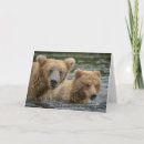 Search for brown bear cards Brooks river