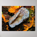 Search for sponges posters Sea life