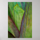 Search for agave posters Flora
