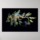 Search for seadragons Weedy seadragon