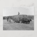 Search for oxen postcards Farm