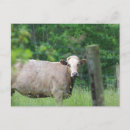 Search for country fence postcards Cow