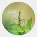 Search for mantis stickers Nature