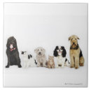 Search for togetherness tiles Animal