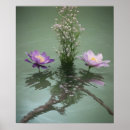 Search for pond photography Waterlily