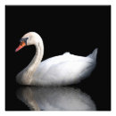 Search for black swan bird posters Animal