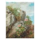 Search for alpine flower posters Rose