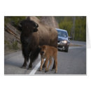 Search for digital bison Calf